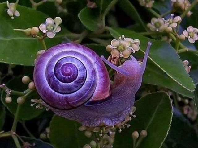 Purple Snail (Janthina janthina)