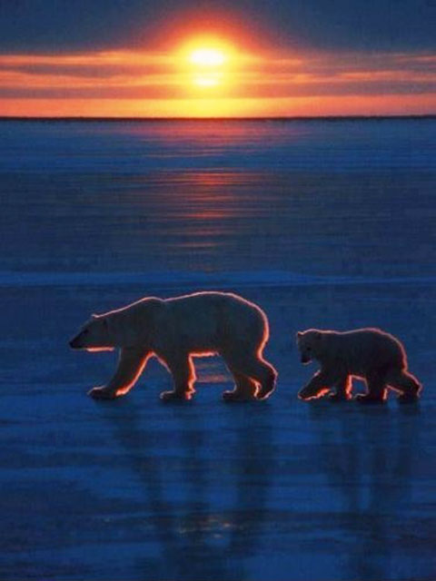 Rim Lighting in the Arctic
