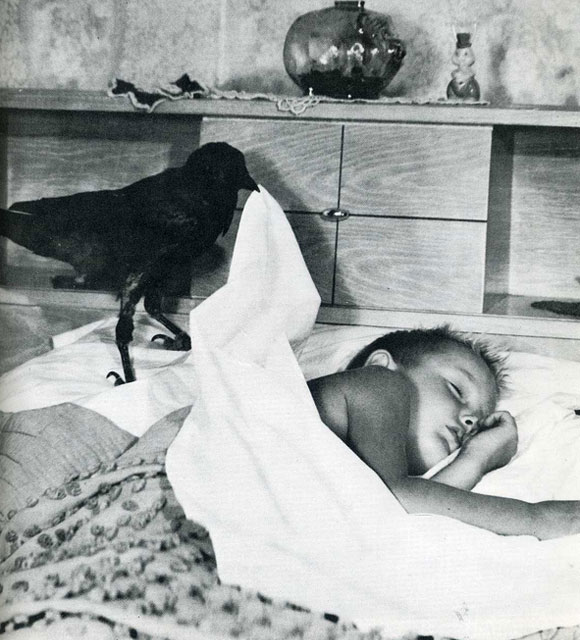 Crow Nanny