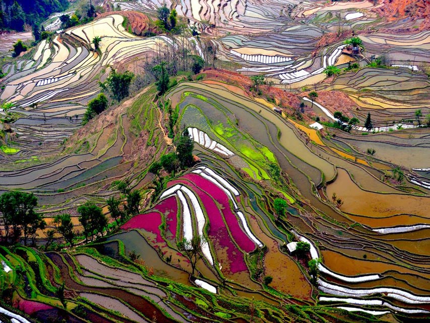 Yunnan Terraced Rice Field