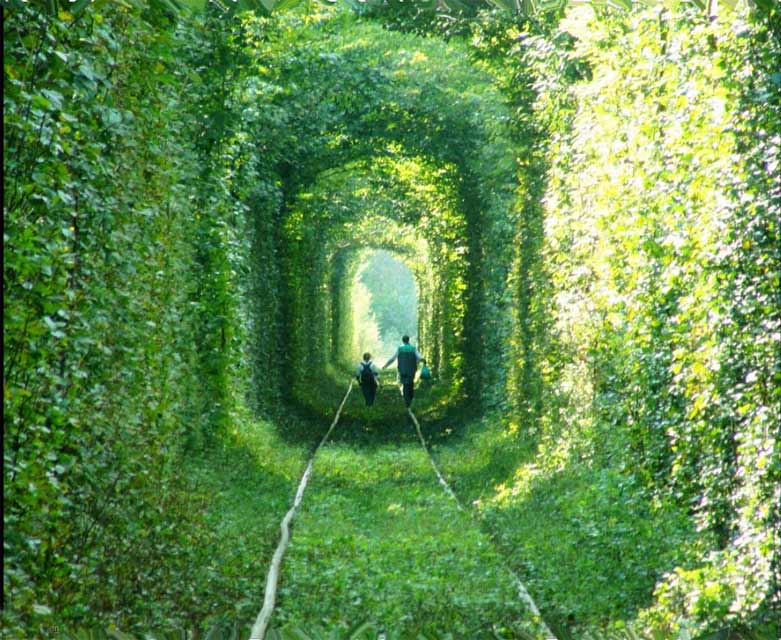 Tunnel of Greenery